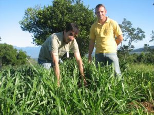 Read more about the article Tipos de pastagem são testados em Siderópolis