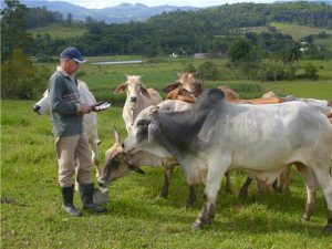 Read more about the article Cocal do Sul realiza 3º Encontro Regional de Gado de Corte e Leite