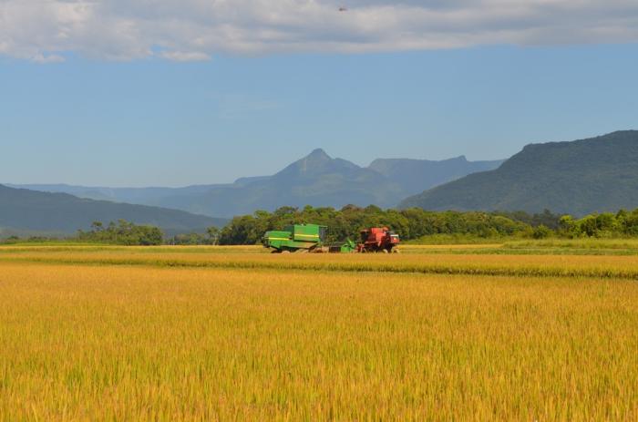 You are currently viewing Perda na safra do arroz preocupa Nova Veneza