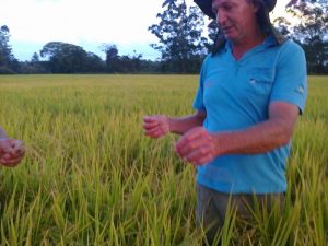 Read more about the article Epagri apura perda de 32 mil sacos de arroz por granizo em Forquilhinha