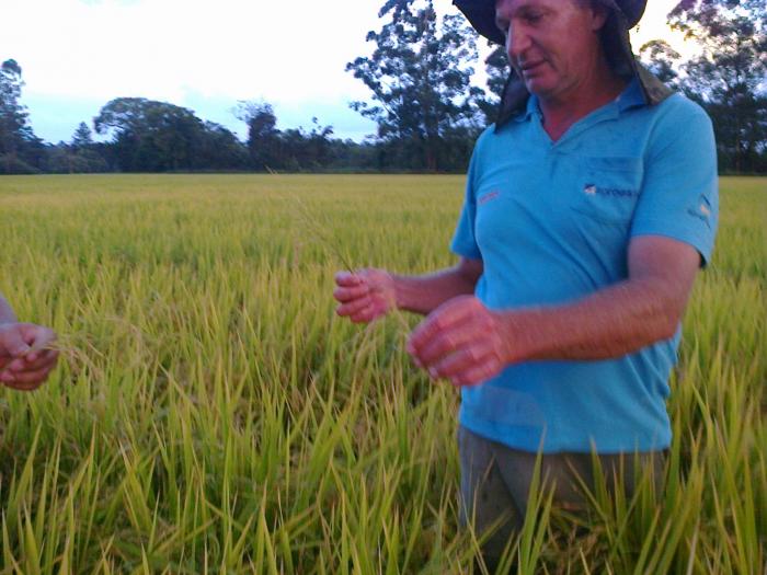 You are currently viewing Epagri apura perda de 32 mil sacos de arroz por granizo em Forquilhinha