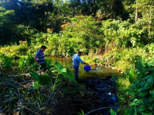 Read more about the article Larvicida para combate ao mosquito "borrachudo" é aplicado em Rio Capivaras Alto