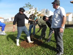 Read more about the article Mudas de ipê são plantadas no jardim das 112 casas na Cidade Alta