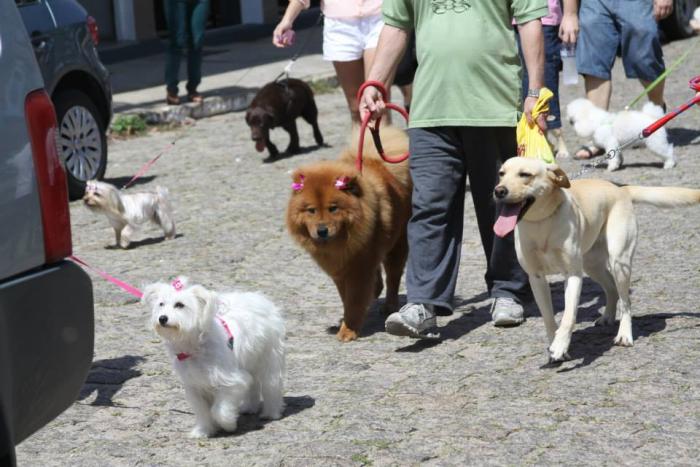 You are currently viewing Cachorrada vai às ruas neste domingo no Rincão