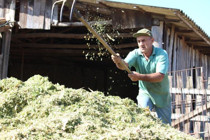 You are currently viewing Gerência de Agricultura inicia suporte de silagem de milho